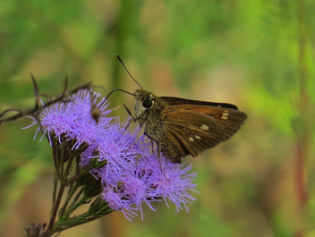 Yehl Skipper female